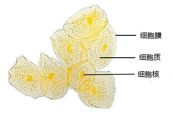 人体口腔上皮细胞结构图:【分析】解析c答案细胞核c.细胞质b.细胞膜a.