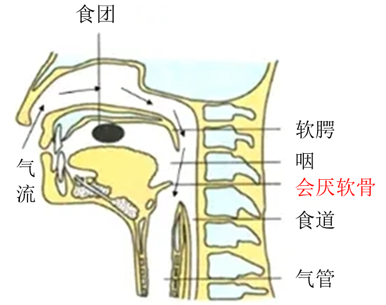 有利於保護聲帶a.俗話說: